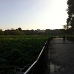 朝は上野公園でLSD〜！
